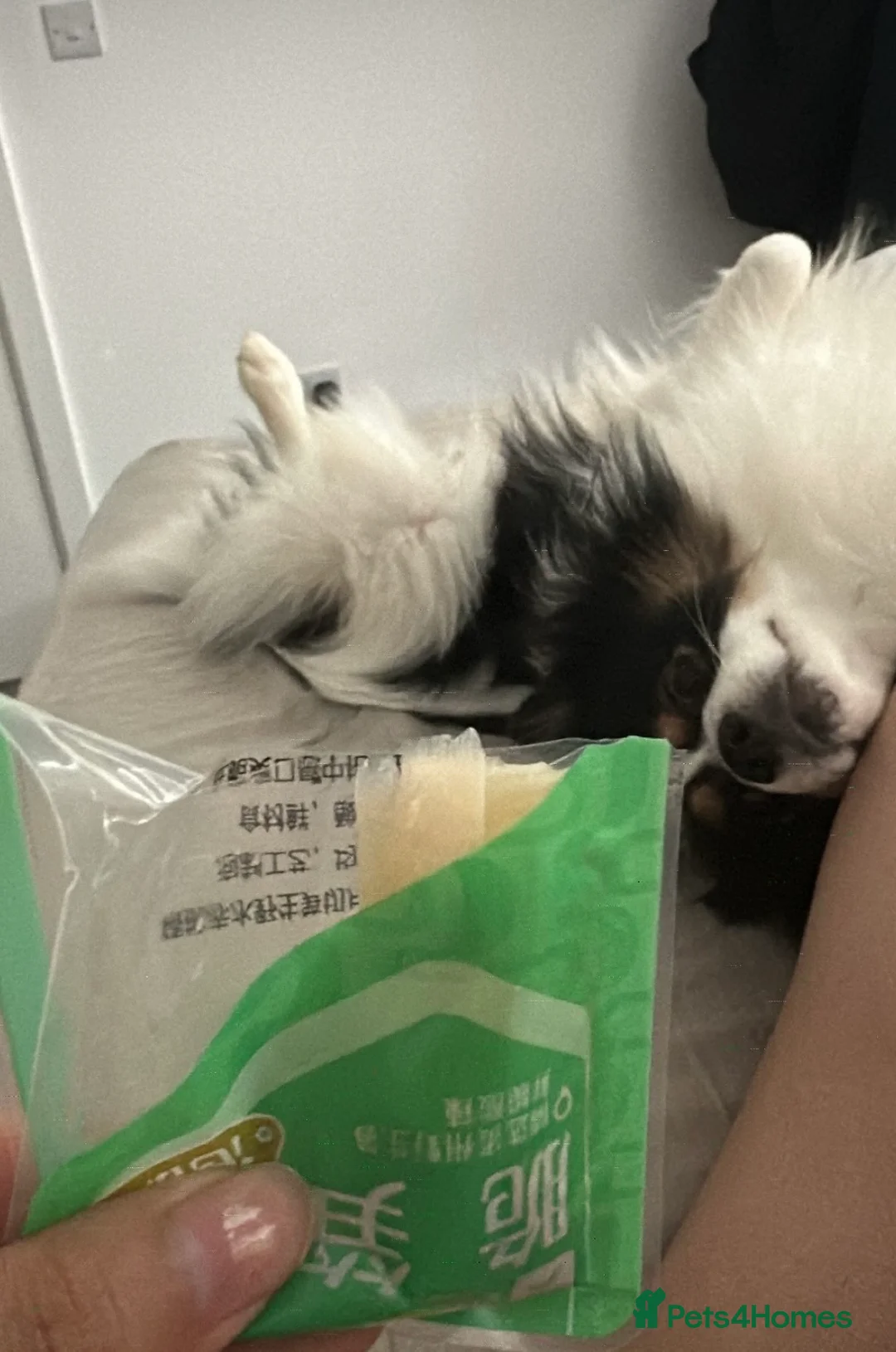 Pomeranian dogs for sale: Beautiful Pomeranian Boy - Advert 2