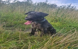 Lakeland Terrier dogs for stud: Working Lakeland x Patterdale Terrier *At Stud* - Image 1