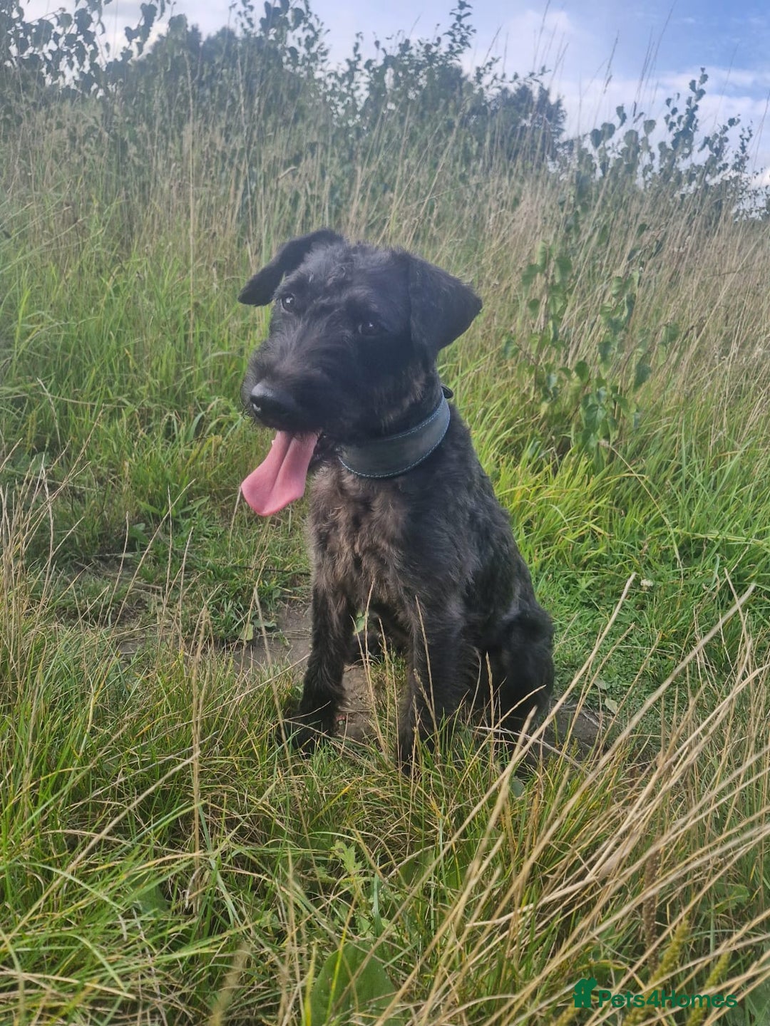 Lakeland Terrier dogs for stud: Working Lakeland x Patterdale Terrier *At Stud* - Image 1
