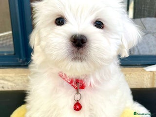 Maltese dogs Just a boy and a girl left - Advert 6