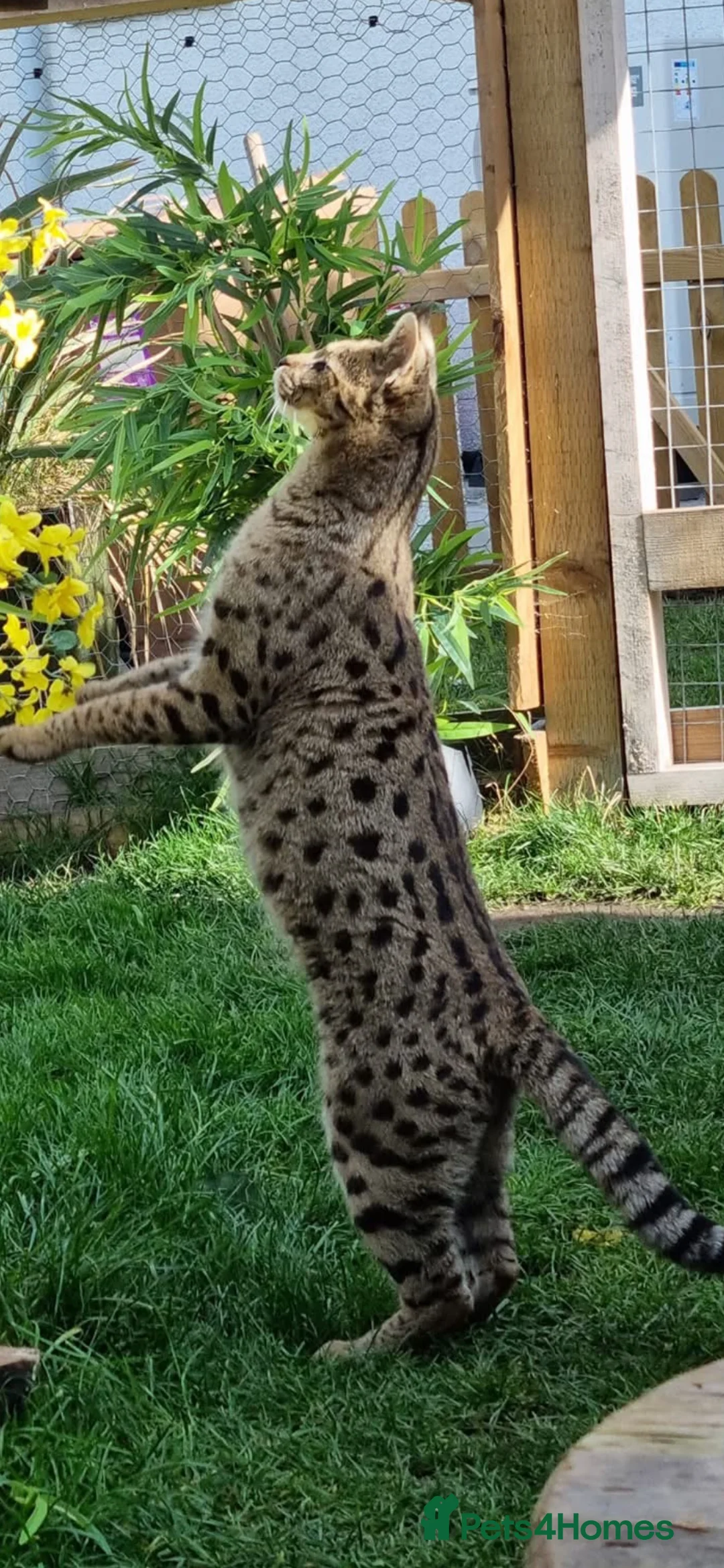 Savannah cats for sale: ✨ Special F2 Savannah Female ✨ - Advert 9