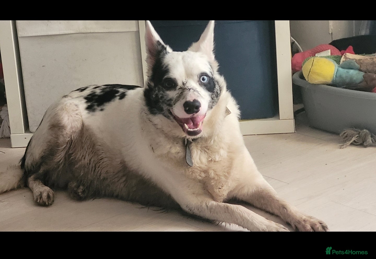 Border Collie dogs Blue merle- bi eyed - needs a loving home  - Advert 2