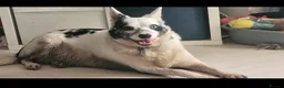 Border Collie dogs for sale: Blue merle- bi eyed - needs a loving home  - Advert 1
