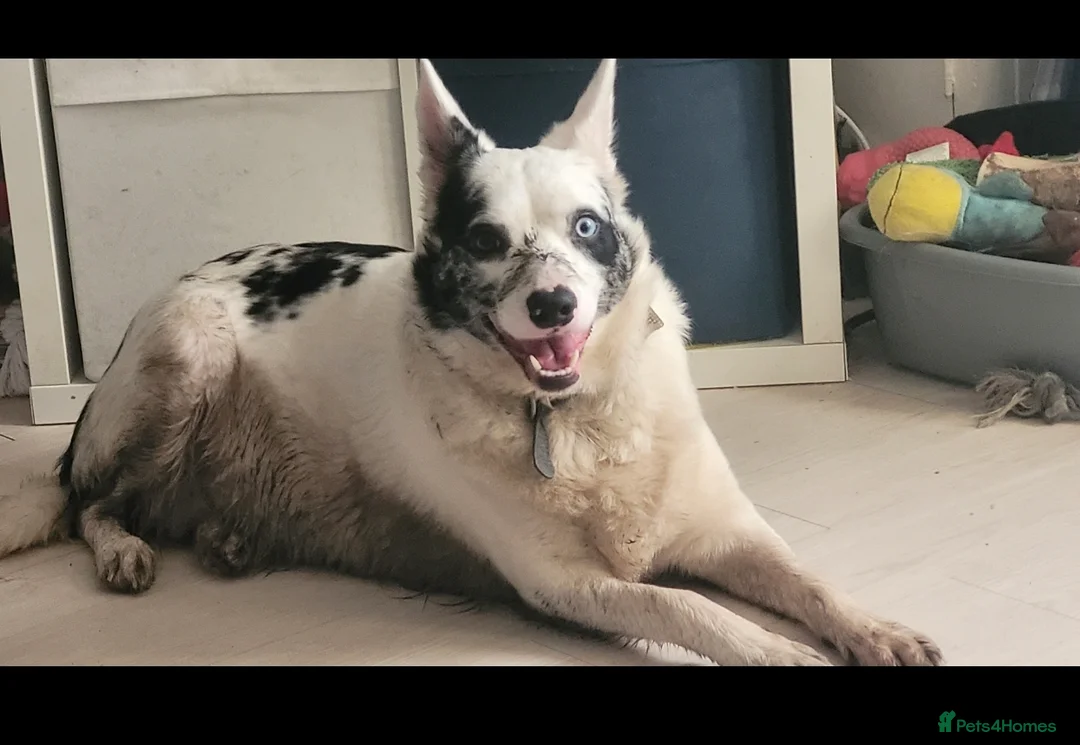 Border Collie dogs for sale: Blue merle- bi eyed - needs a loving home  - Advert 1