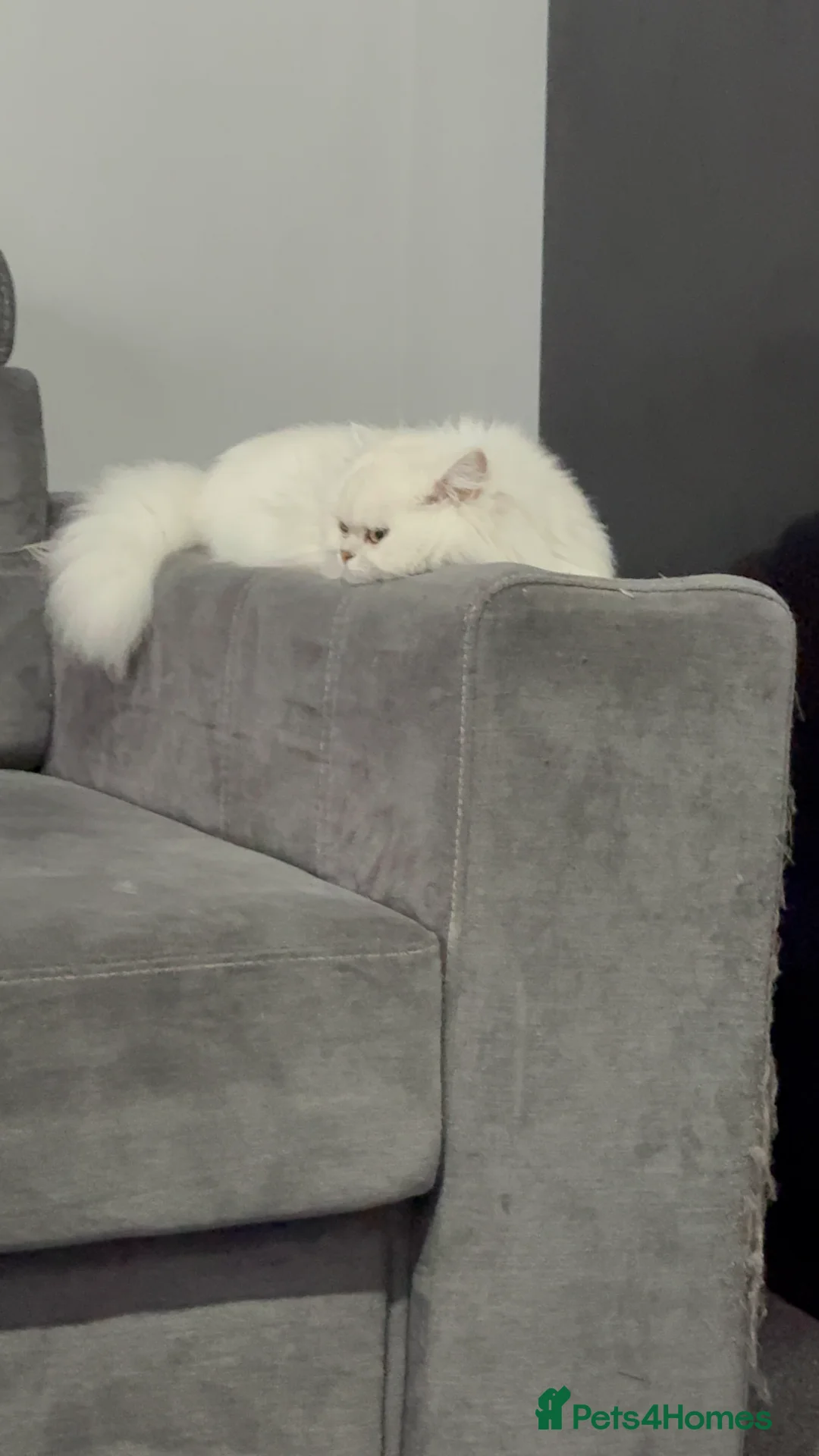 British Longhair cats for sale: Find new home for my lovely cat - Advert 3