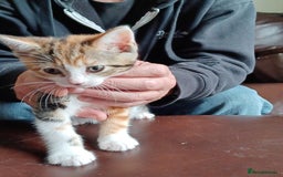Domestic Shorthair cats for sale: Stunning kittens for sale - Image 19