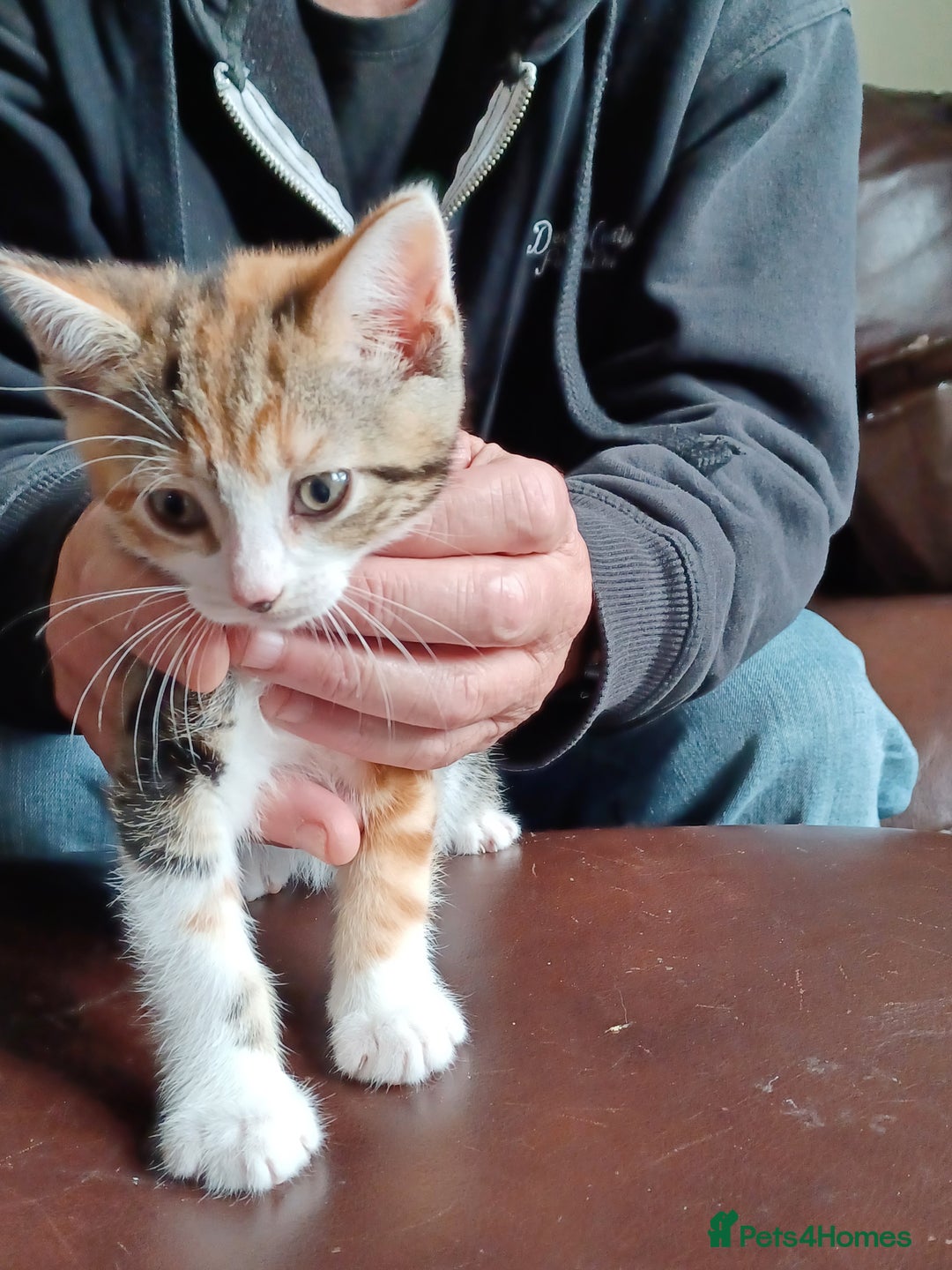 Domestic Shorthair cats for sale: Stunning kittens for sale - Image 19