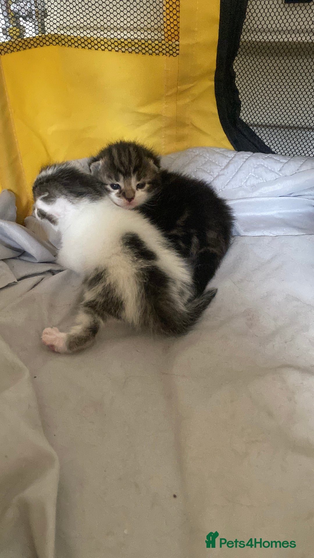 British Shorthair cats for sale: 4 kittens for sale  - Image 1