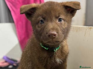 German Shepherd dogs Extensively Health Tested Puppies 🐾 - Advert 10