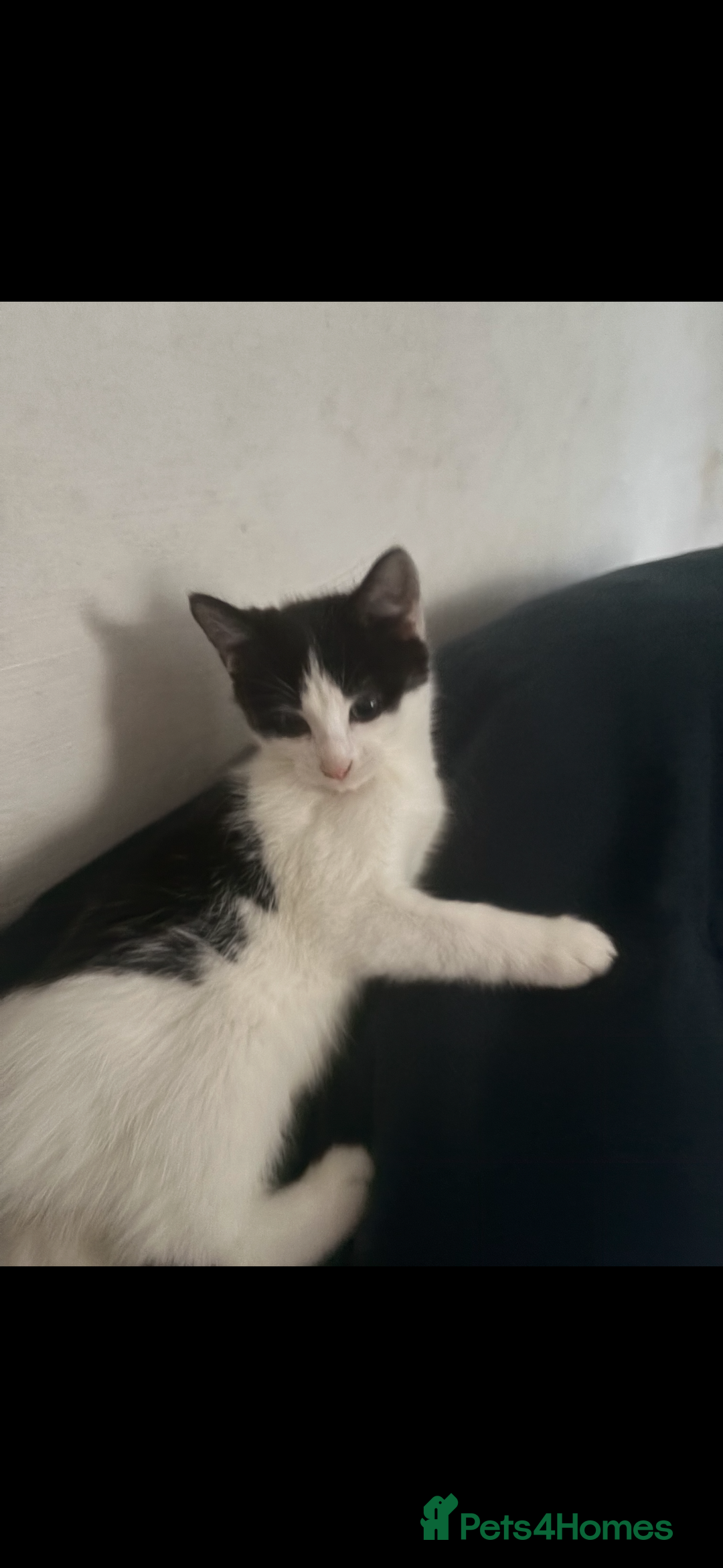 Mixed Breed cats for sale: Beautiful ginger and black and white kitten - Advert 5