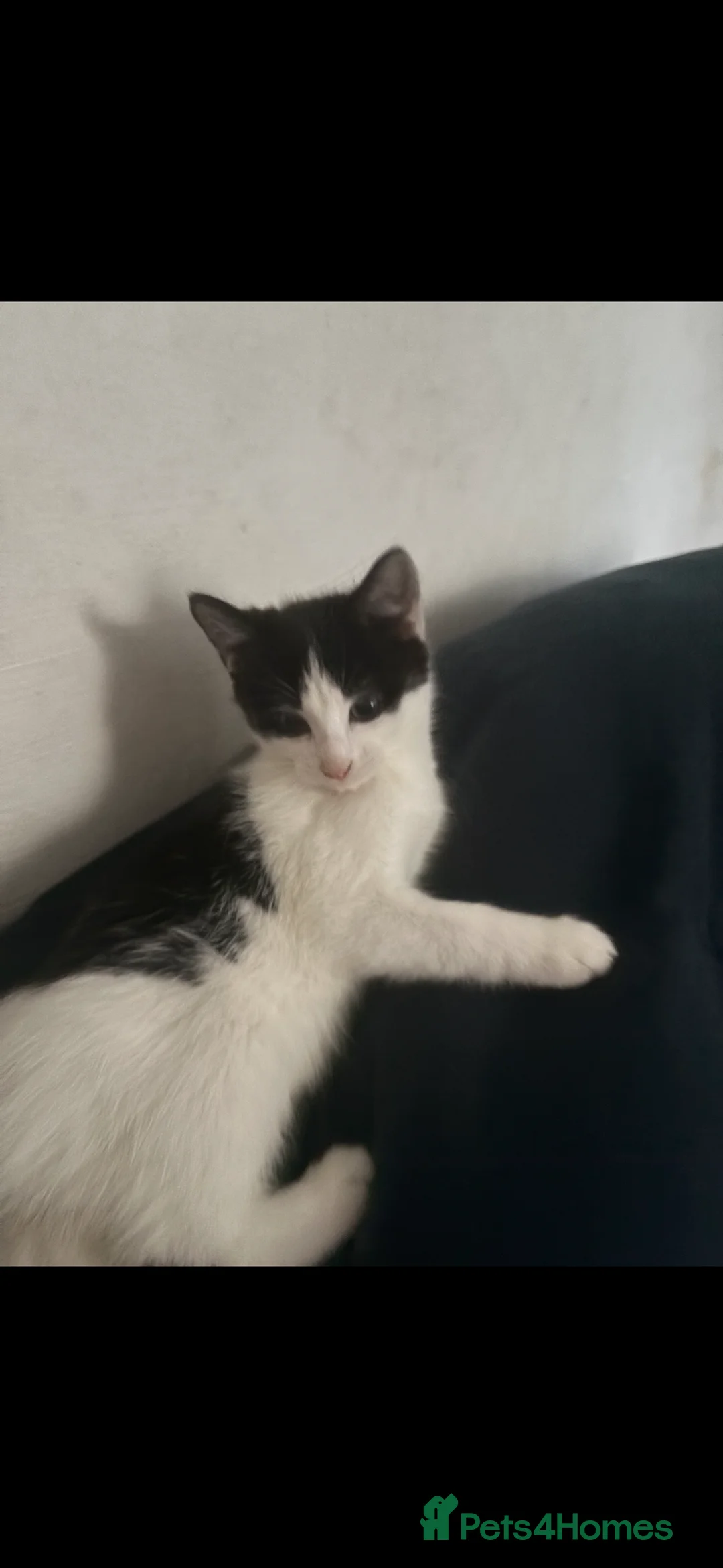 Mixed Breed cats for sale: Beautiful ginger and black and white kitten - Advert 5