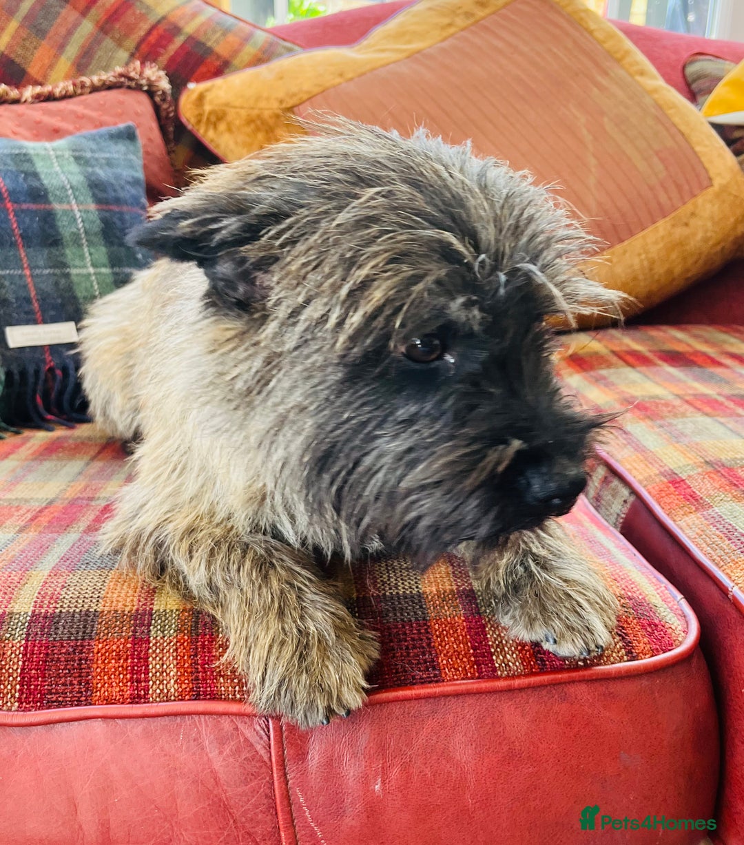 Cairn Terrier dogs for stud: Stunning kc reg CAIRN STUD in Doncaster - Advert 2