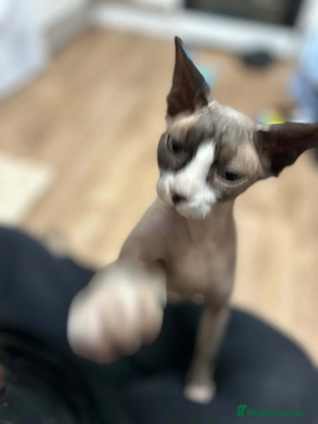 Sphynx cats for sale: 2x Sphynx for rehoming  in Merthyr Tydfil - Advert 9