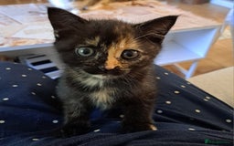 Mixed Breed cats for sale: Four fluffy stress reducers looking for new homes - Image 10