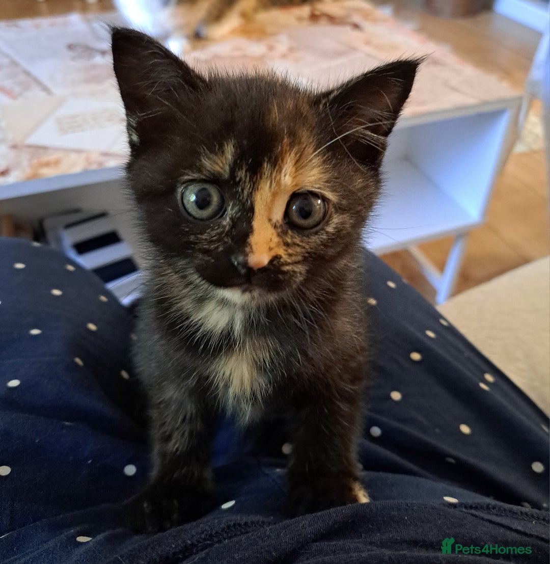 Mixed Breed cats for sale: Four fluffy stress reducers looking for new homes - Image 10