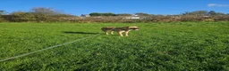Mixed Breed dogs for adoption: Ruby for adoption in Hastings - Advert 11