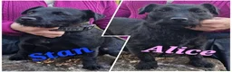 Patterdale Terrier dogs for sale: Patterdale puppy's  - Advert 4