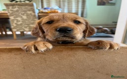 Golden Retriever dogs for sale: Gorgeous Working Type Golden Retriever Puppies  - Image 25