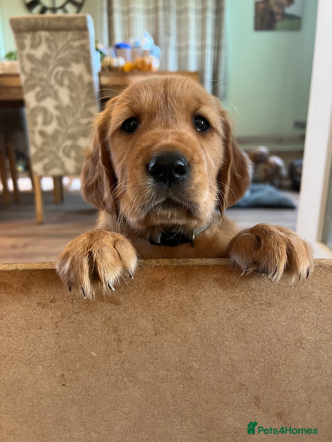 Golden Retriever dogs for sale: Gorgeous Working Type Golden Retriever Puppies  - Image 25