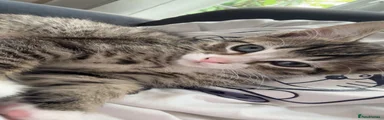 British Longhair Kitten 2