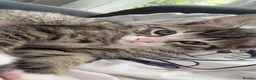 British Longhair cats for sale: 2 beautiful longhair kittens for sale - Advert 2