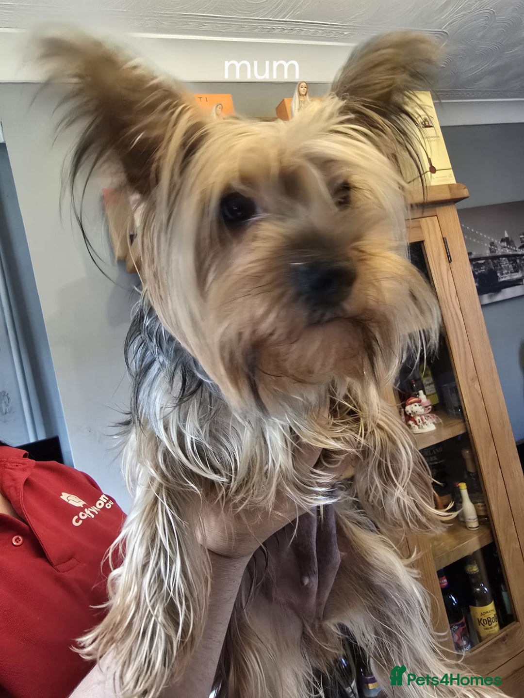 Yorkshire Terrier dogs for sale: Yorkshire terrier My Dog Luna have 4 puppies  - Image 9