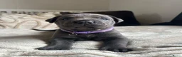 Cane Corso dogs for sale: Chunky cane corso pups ready for forever home in Edinburgh - Advert 5