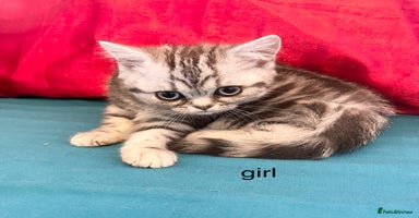 British Shorthair cats - Advert 4
