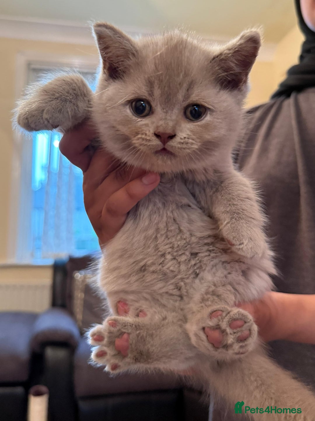 British Shorthair cats for sale: British Shorthair Pedigree Kittens - Lilac & Blue - Image 1