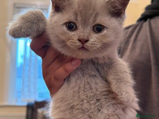 British Shorthair cats for sale - Advert 1