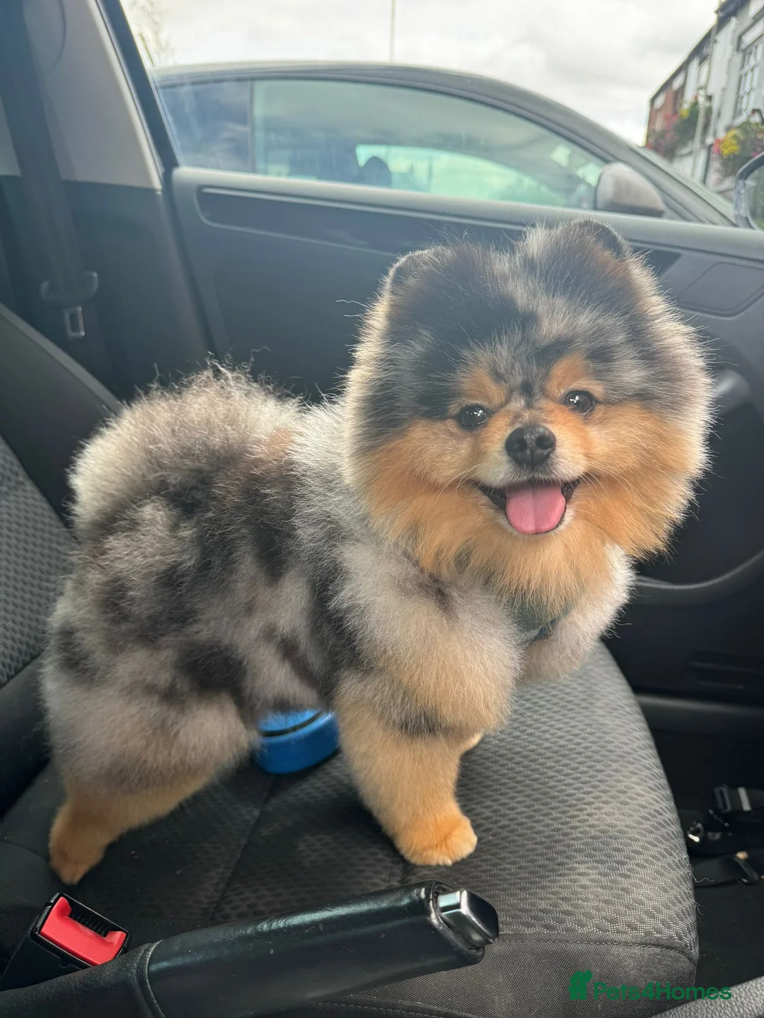 Pomeranian dogs for sale: Tiny cute blue merle Pomeranian boys in Blackpool - Advert 10