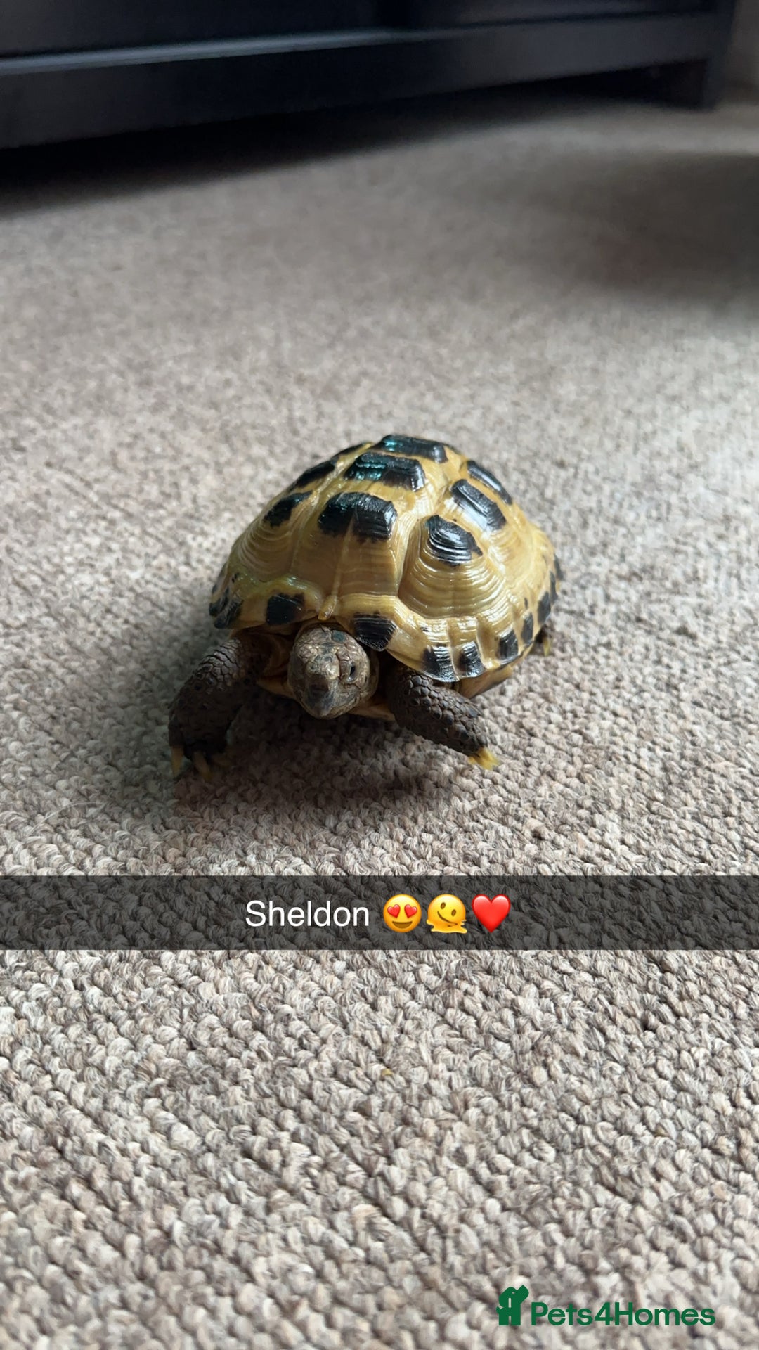 Tortoise reptiles for sale: 3 year old horsfield tortoise brothers for sale  - Advert 8