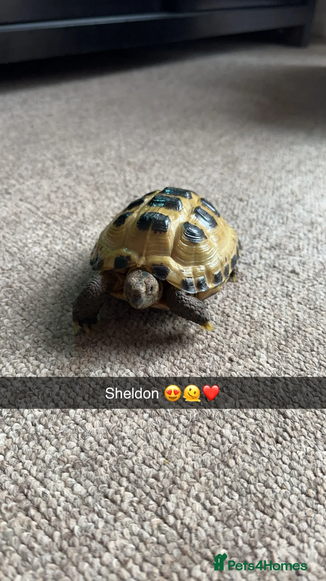 Tortoise reptiles for sale: 3 year old horsfield tortoise brothers for sale  - Advert 8