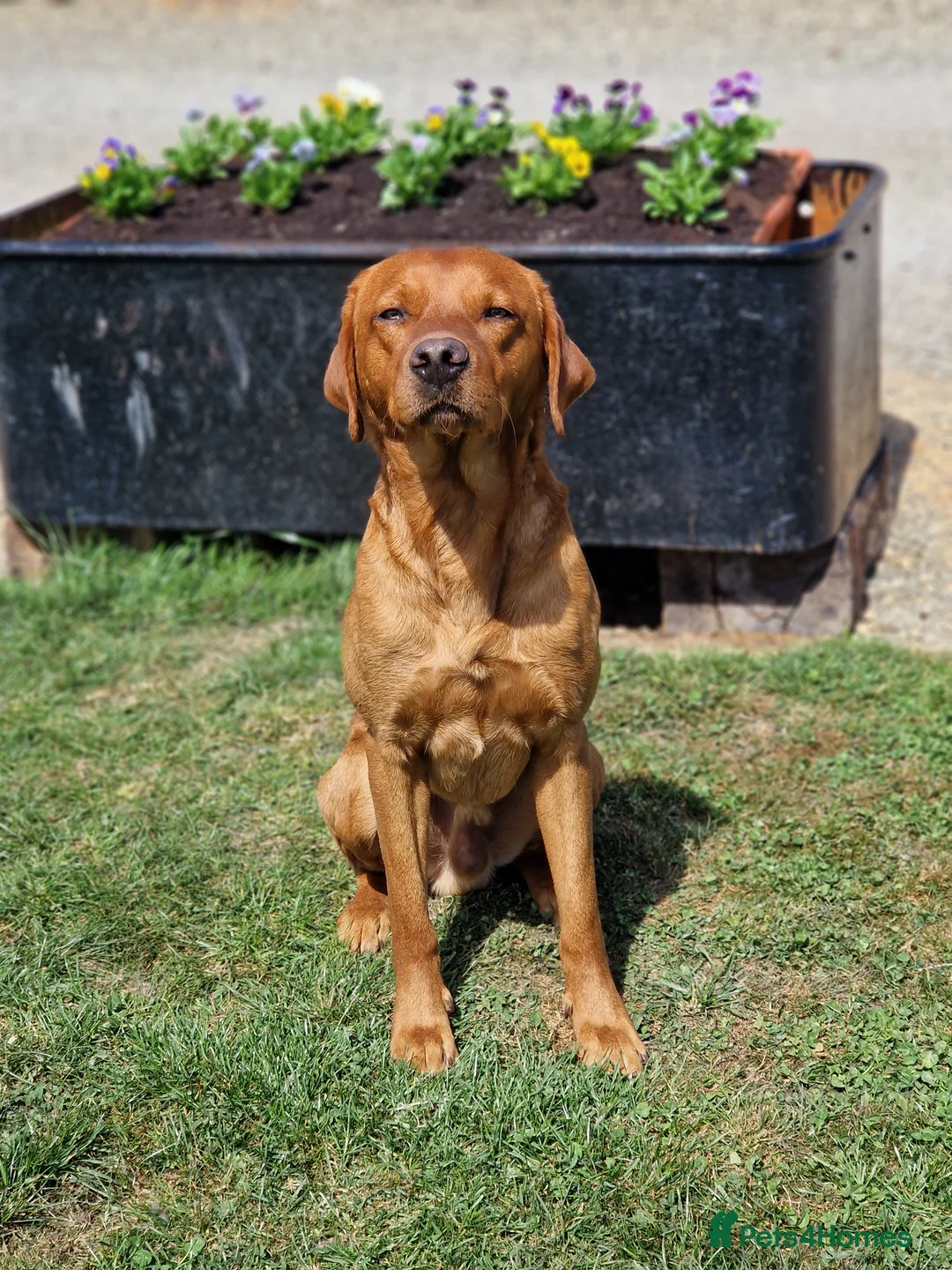 Labrador Retriever dogs for stud: KC Registered Health tested Fox Red Labrador in Malton - Advert 2