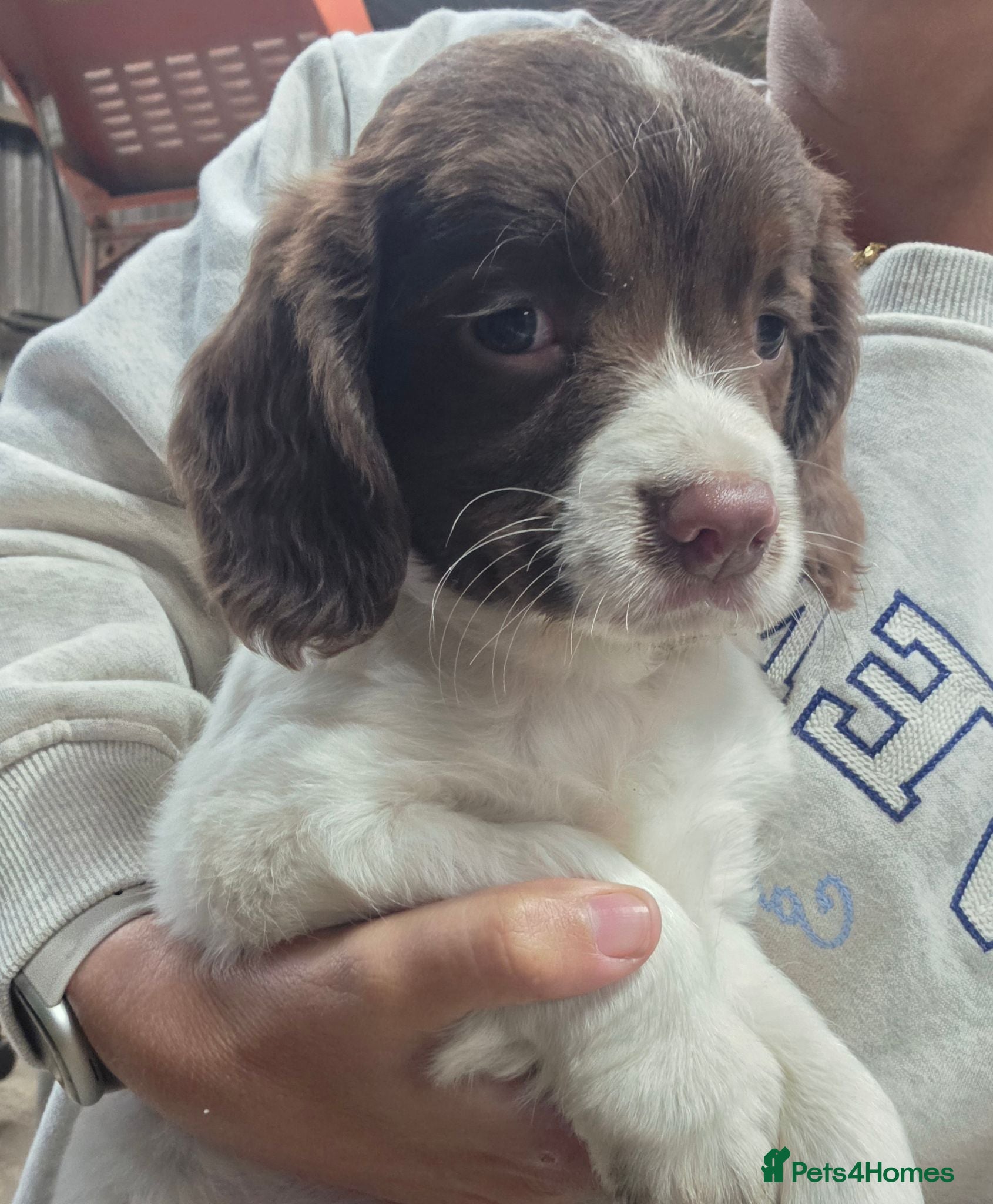 English Springer Spaniel dogs Ready to go farm bred springer spaniel puppies - Advert 18