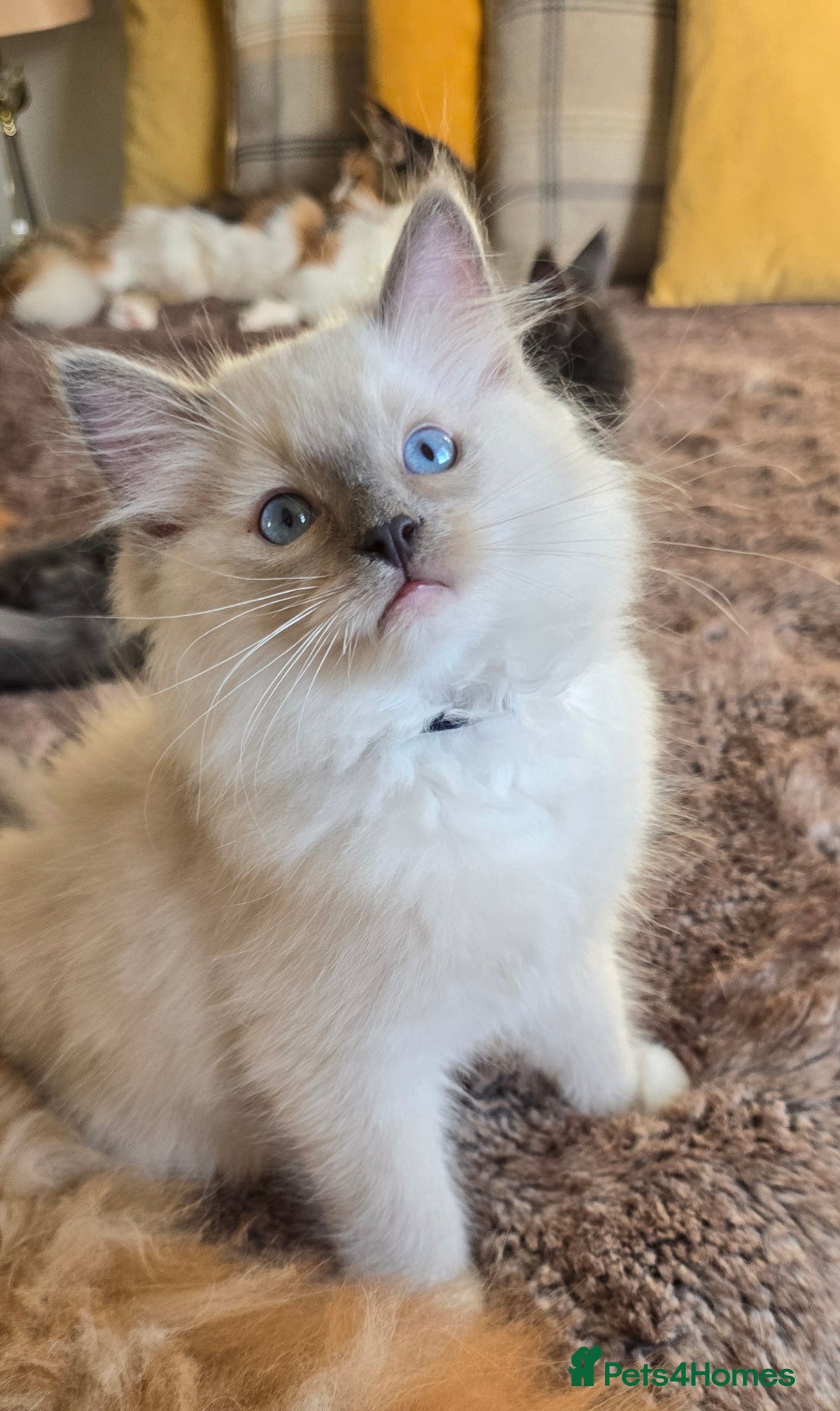 Ragdoll cats for sale: Stunning Ragdoll kittens .TICA registered  - Advert 18