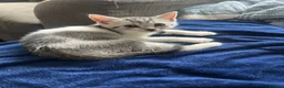Mixed Breed cats for sale: Adorable bengal mixed kittens - Advert 11