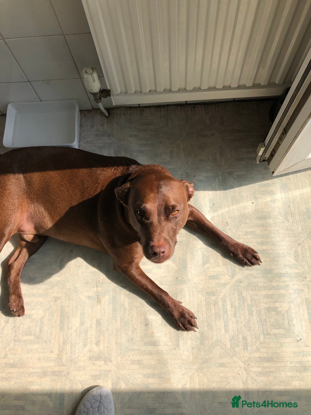 Patterdale Terrier dogs for sale: Ziggy  in Oldham - Image 6