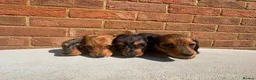 Miniature Dachshund dogs for sale: Champion bloodline miniature long haired dachshund - Advert 13