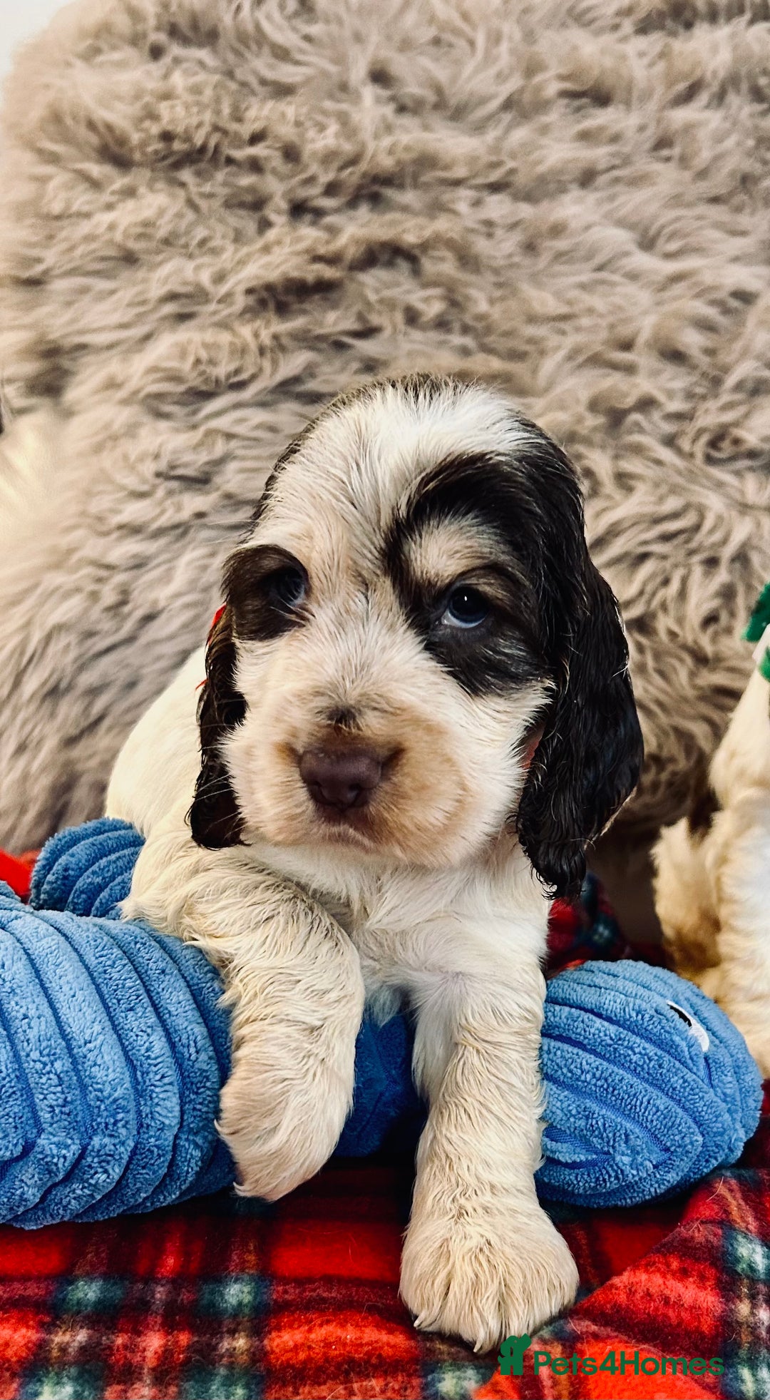 Cocker Spaniel dogs for sale: KC Show cocker spaniel pups chocolate Sable Roan   - Image 18