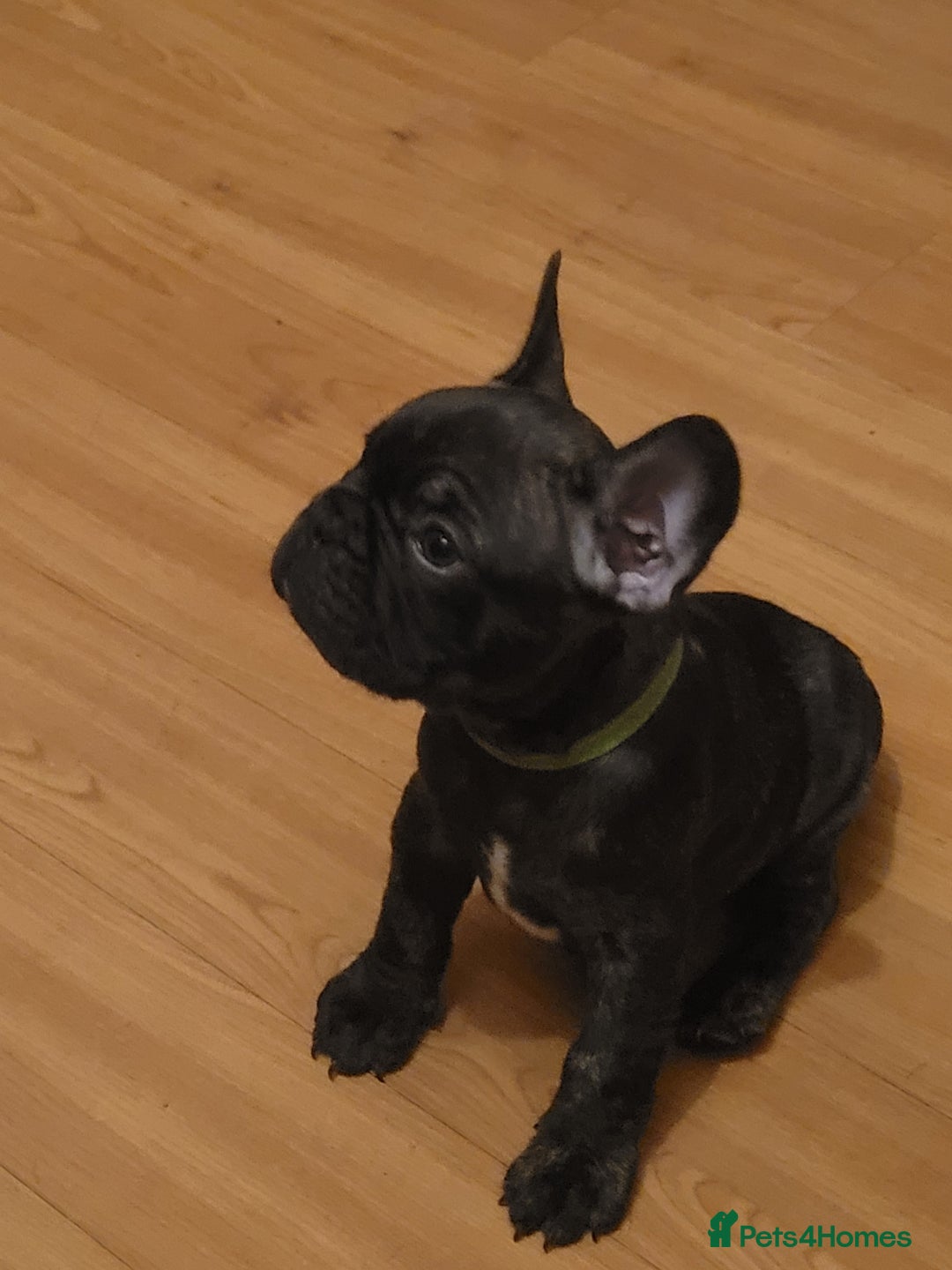 French Bulldog dogs for sale: 2 Girls and 4 Boys - Advert 22