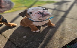 English Bulldog dogs for sale: English Bulldog  - Image 7