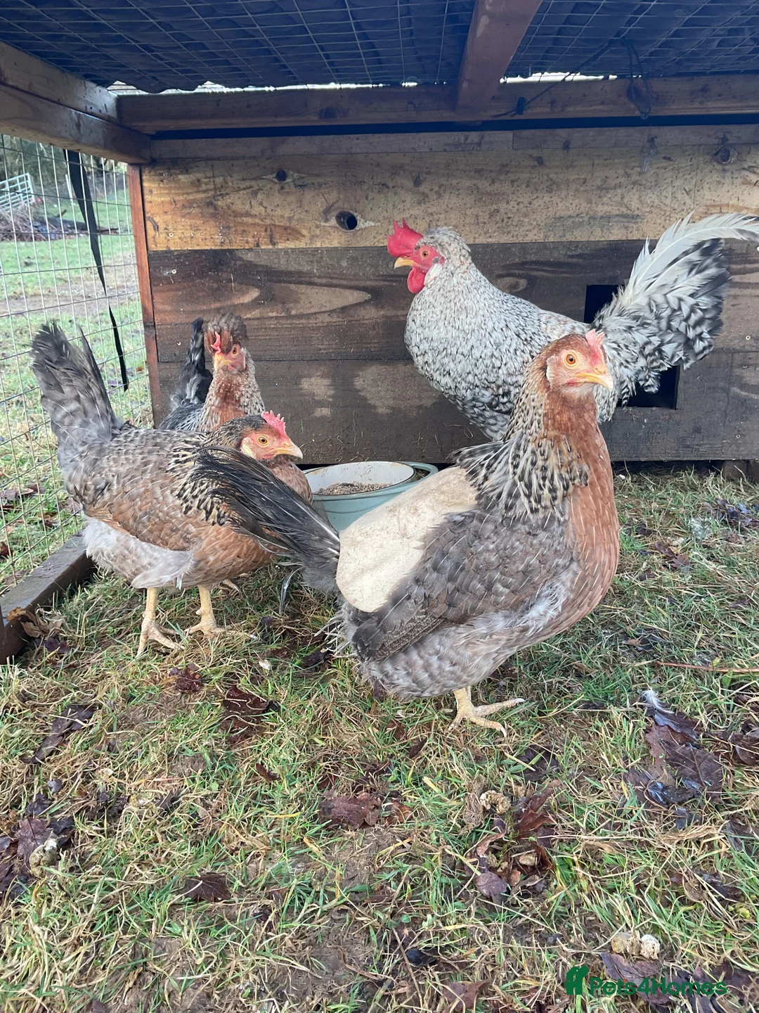 Chickens poultry for sale: Crested Cream Legbar Chicks blue egg layers  in Ammanford - Advert 1