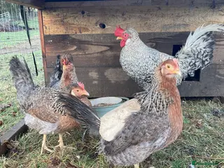 Chickens poultry Crested Cream Legbar Chicks blue egg layers in Ammanford - Advert 1