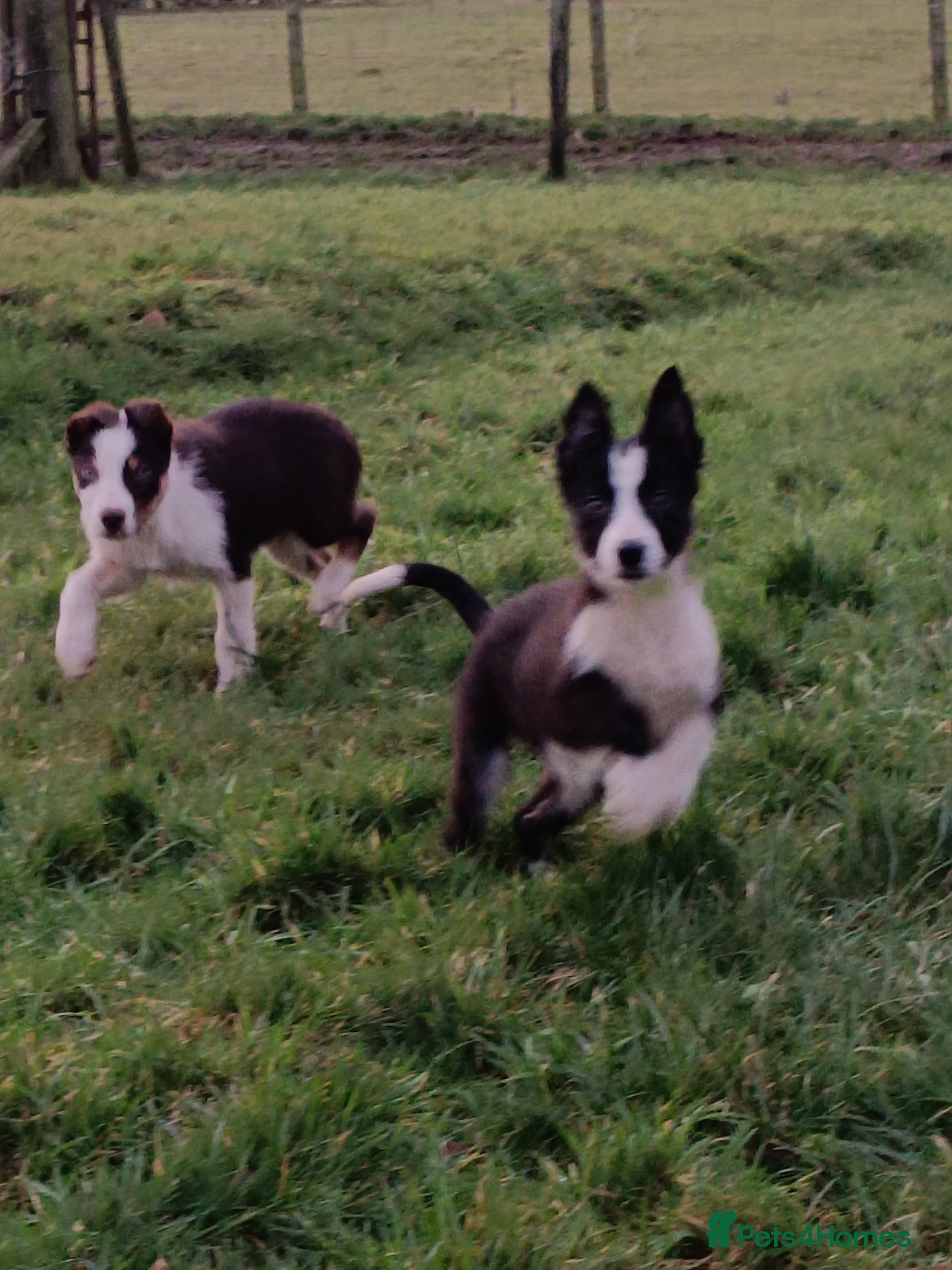 Border Collie dogs Beautifully marked border collie pups - Advert 1