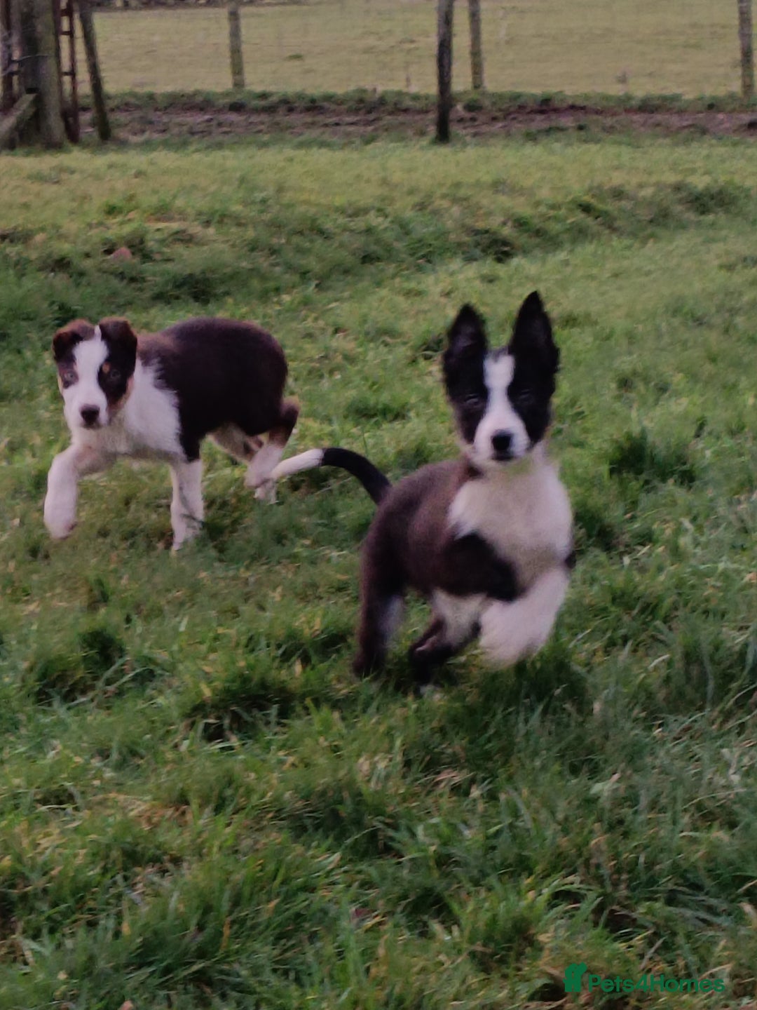 Border Collie dogs for sale: Beautifully marked border collie pups - Advert 2