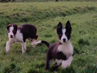 Border Collie dogs Beautifully marked border collie pups - Advert 5
