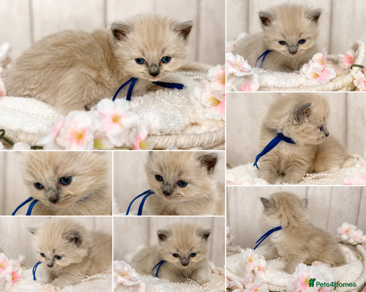 Ragdoll cats for sale: Blue Point and Mink Ragdolls  - Advert 1