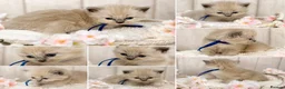 Ragdoll cats for sale: Blue Point and Mink Ragdolls  - Advert 1