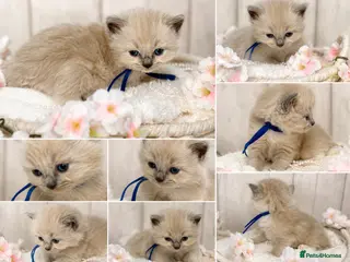 Ragdoll cats for sale: Blue Point and Mink Ragdolls - Advert 2